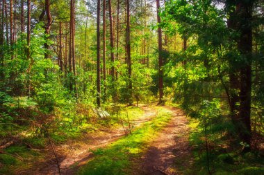 Yaz ormanı. Güneş ışığında vahşi yeşil orman