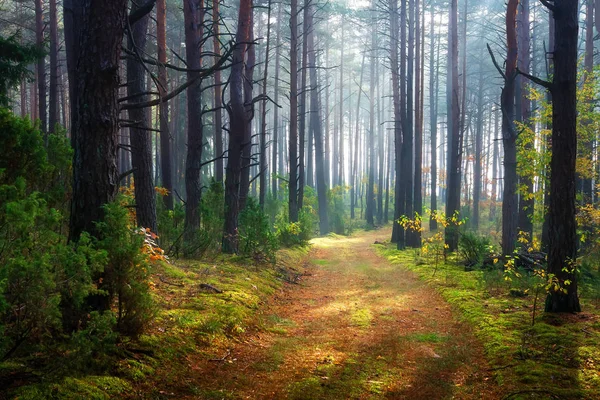 Poranek lasu krajobraz. Malownicze lasy — Zdjęcie stockowe