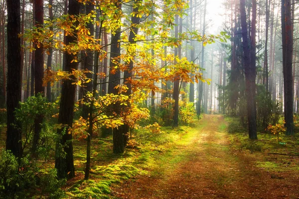 Bosque de otoño. Otoño escénico. Camino en bosques coloridos — Foto de Stock