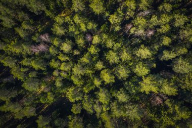 Orman drone görünümü. Yukarıdan orman görünümünde yeşil ağaçlar