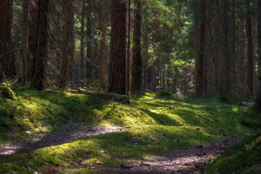 Gün ışığında yaz ormanı. Orman zemininde yeşil yosun