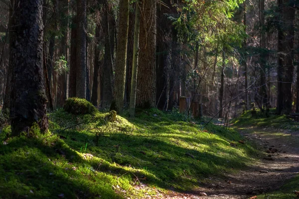 Wild summer forest in sunlight. Green moss in forest. Trees in s — Stock Photo, Image