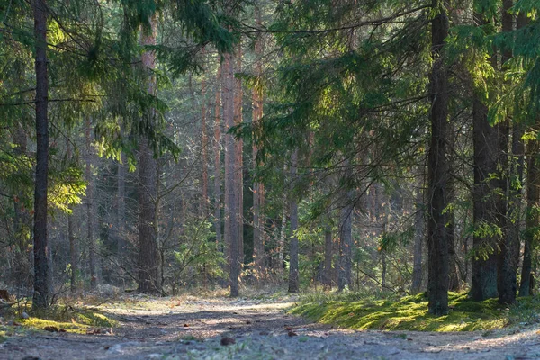 Sommerwald. wilde Wälder im Sonnenlicht. Waldnatur — Stockfoto