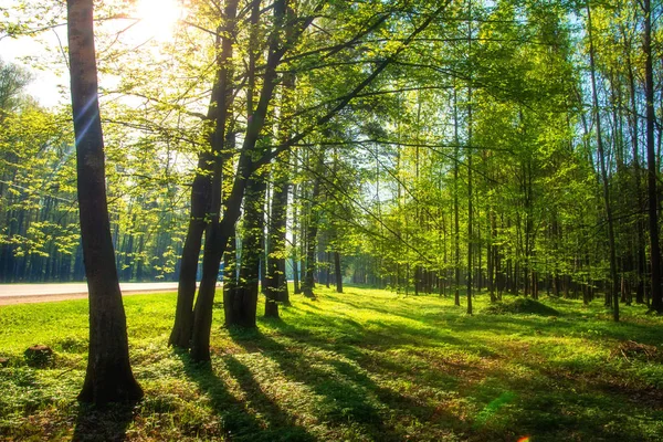 Summer landscape. Green trees in park in sunlight. Scenic nature — Stock Photo, Image