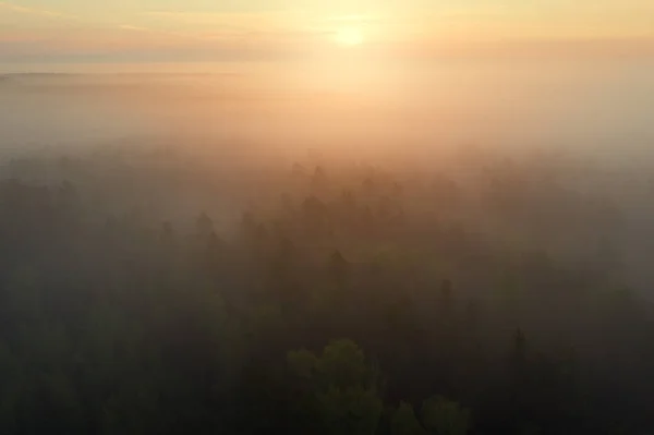 Bright sunrise over foggy forest. Misty forest in sunlight aeria