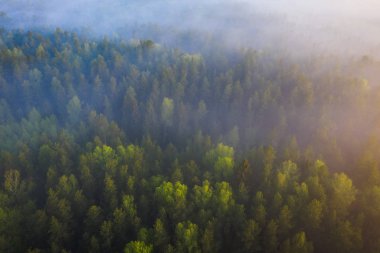 Sisli orman havadan görünümü. Mornin sis ormanı drone görünümü