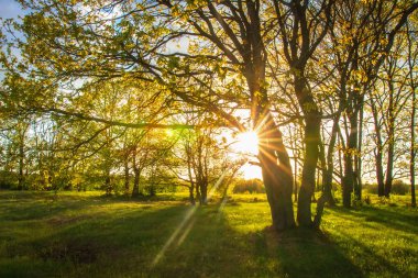 Ağaçtan parlak güneşile doğa manzara. Bahar günbatımı bac