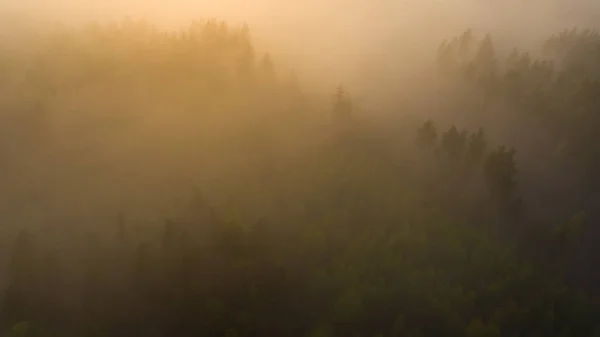 Summer forest background. Foggy forest from above. Mist over pin