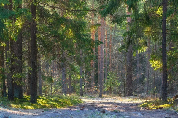 Naturskön skog i solljus. Sommar skogs bakgrund. Tallar — Stockfoto
