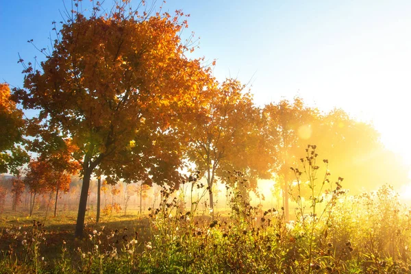 Autumn nature. Fall scene. Autumn landscape of colorful trees in