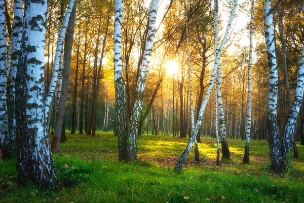 Sonbahar doğa manzarası. Sonbahar ormanı. Güneş ışığında huş ağaçları.