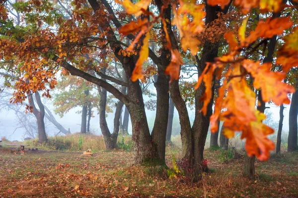 Осеннее дерево. Осенний фон. Осенняя сцена. Красные листья на дереве i — стоковое фото