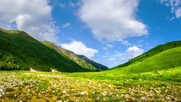 Καλοκαιρινά βουνά. Αλπική καταπράσινη κοιλάδα. Ορεινό τοπίο της φύσης — Φωτογραφία Αρχείου