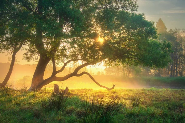 Саммер. Летняя природа. Живописный сельский пейзаж в солнечном свете. Солнечный — стоковое фото