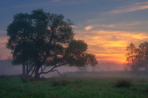 Alba scenica. Estate paesaggio naturale. Bella alba sulla nebbia — Foto Stock