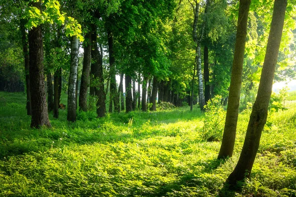 Summer forest. Sunny green forest. Scenic bright forest in sunli — Stock Photo, Image