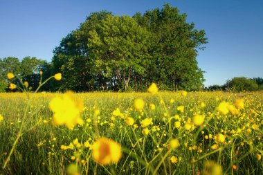 Yaz doğası. Açık gün otlar ve çiçekler ile çayır. Güzel