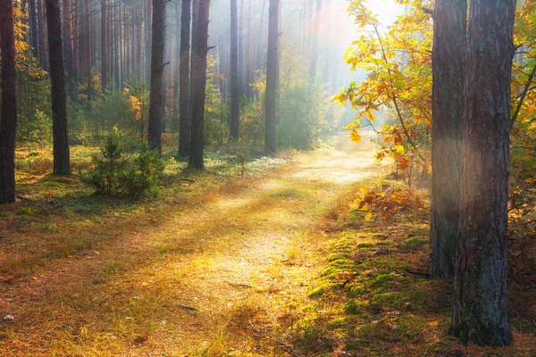 Herbstwald. Herbst Natur Hintergrund. Bunte Bäume im Wald — Stockfoto