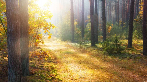 Sunlight in autumn forest. Scenic autumn nature landscape. Fall. — Stock Photo, Image