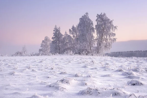 La nature hivernale. Arbres givrés pittoresques sur prairie enneigée à l'aube . — Photo