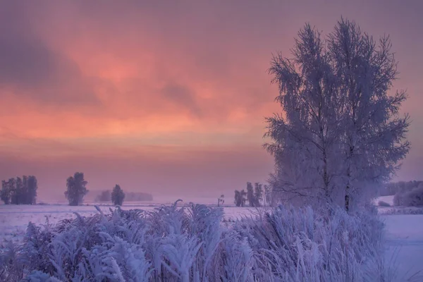 Lever de soleil d'hiver. Scène hivernale colorée. Arbres givrés sur mea enneigé — Photo