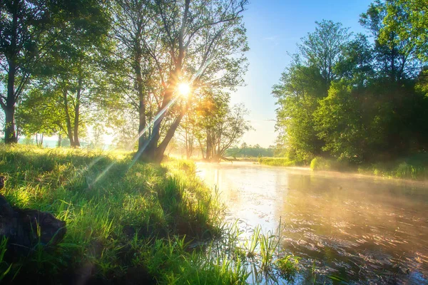 Verano mañana río naturaleza. Sol brillante a orillas del río. Árbol verde — Foto de Stock