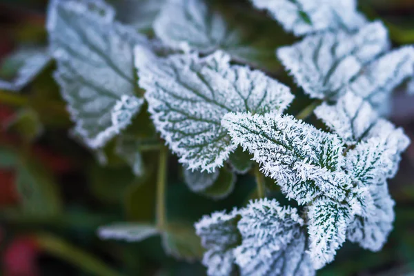 Паморозь на листках. Листопад осінь Мороз. Морозні рослини. Natur — стокове фото
