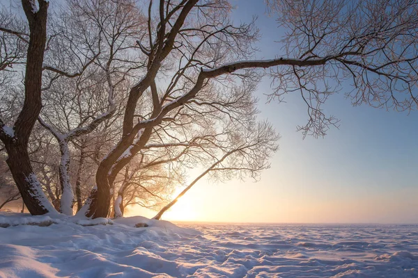 Прекрасная зимняя природа в ясный вечер. Снежное дерево на льду — стоковое фото