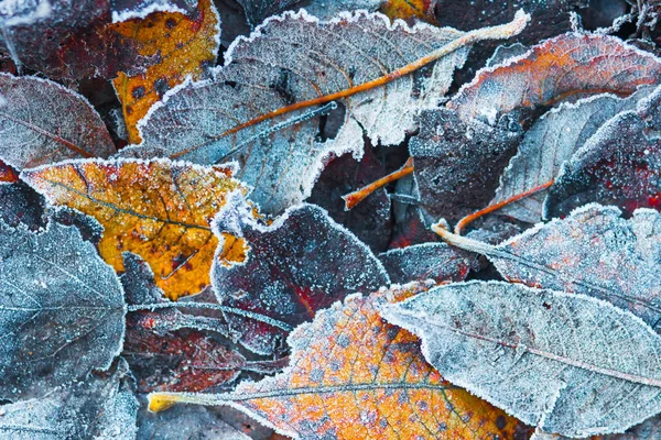 Мороз на листі. Морозний осінній фон. Хурморози на рослинах . — стокове фото