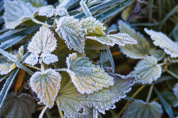 Осіння морозна природа. Заморозки на листках рослин. Листопад ми — стокове фото