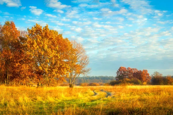 Bela paisagem de outono. Folhagem amarela em árvores. Queda. Autu — Fotografia de Stock