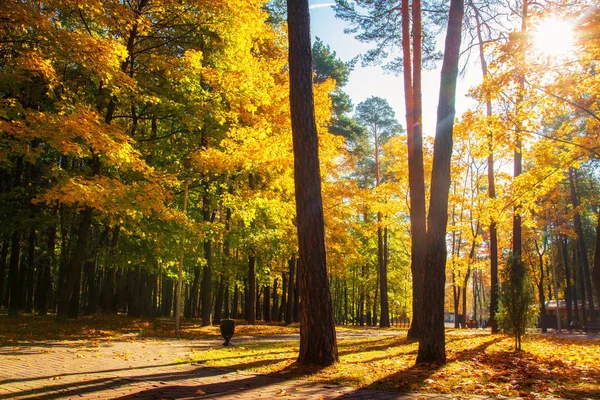 Sunny autumn park. Scenic autumn. Yellow trees in sunlight. Brig