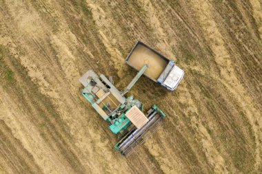 Hasat makinesi yüklemeleri kamyon dökümü için hasat buğday taneleri birleştirin. Ha