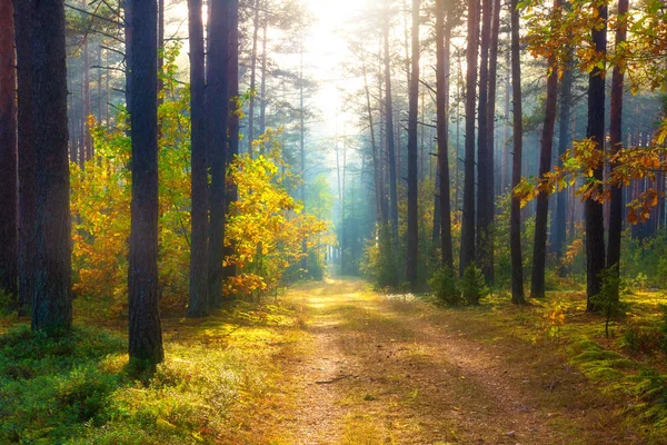 Bosque soleado de otoño. Bosque de paisaje. Caída. Árboles a la luz del sol. Au: — Foto de Stock