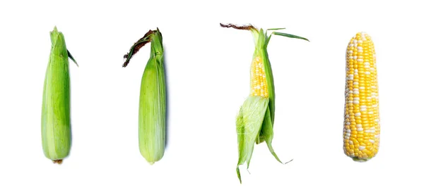 Corn with leaves on white. Corn pattern isolated on white backgr — Stock Photo, Image