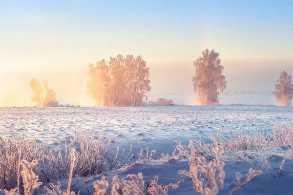 Slunečné zimní ráno. Nádherná zimní scéna v mrazivým jitřním ránu. — Stock fotografie