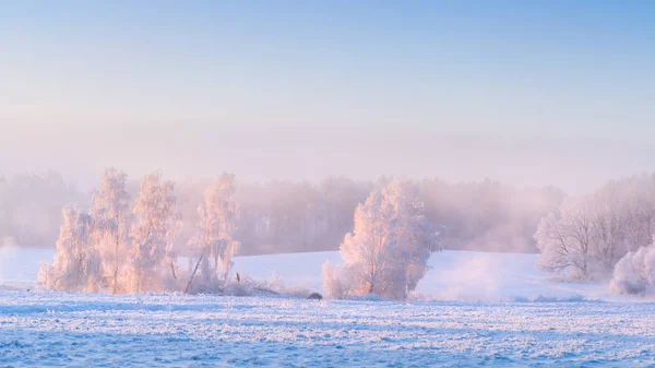 Winter landschap. Besneeuwde bomen op witte weide in ochtend sunligh — Stockfoto