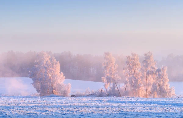 L'hiver. Paysage naturel hivernal. Arbres enneigés au soleil du matin — Photo