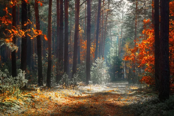 Herbstwald. Herbst Naturlandschaft. schöne gelbe Bäume in — Stockfoto