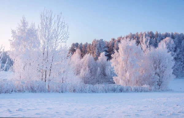 Paysage naturel hivernal. Arbres givrés sur prairie enneigée le matin — Photo