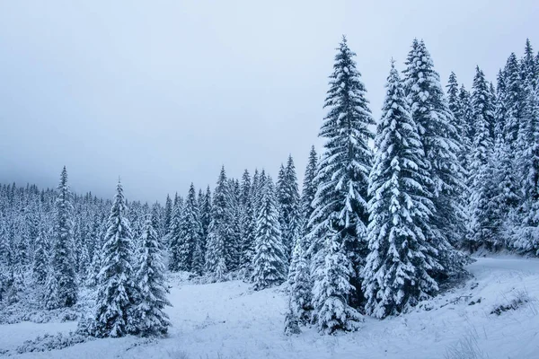 Kış sahnesi. Dağlarda karlı noel ağaçları. Soğuk orman.. — Stok fotoğraf