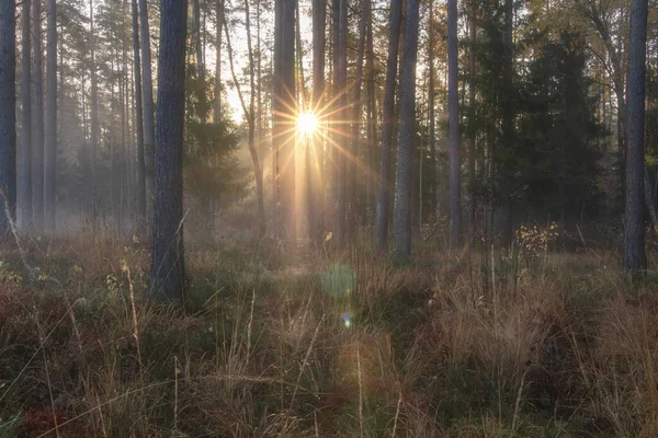 Floresta de outono. Raios solares através de árvores em bosques outonais. Scen... — Fotografia de Stock