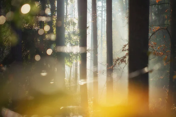 Jesienny poranek las w słońcu. Scena upadku. Jesienny charakter lan — Zdjęcie stockowe