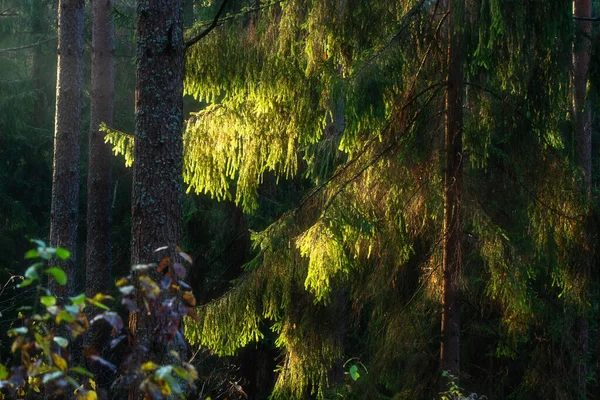 Floresta de outono na luz do sol da manhã. Pinheiro iluminado pelo sol — Fotografia de Stock