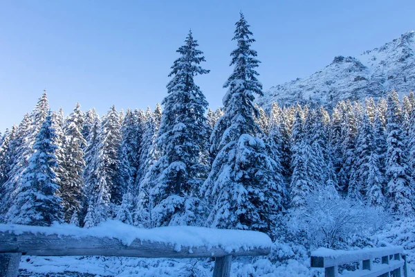Kış doğası. Kış dağları. Güzel, soğuk ve... — Stok fotoğraf