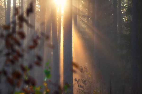 Осенний лес. Живописный природный ландшафт в солнечном свете. Удивительный бриг — стоковое фото