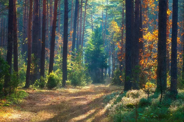 Hermoso paisaje natural de otoño. Bosque soleado. Amarillo y rojo — Foto de Stock