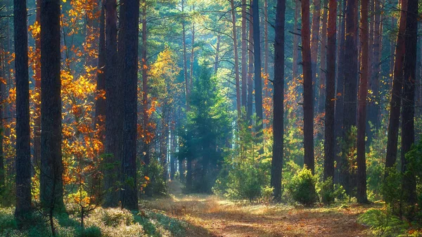 Autumn scene. Forest in morning sunlight. Scenery fall. Autumn n — Stock Photo, Image