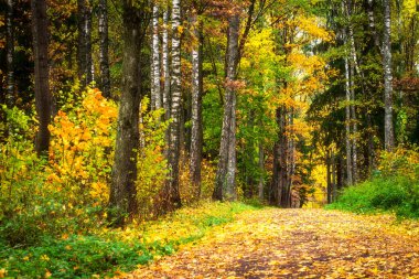 Sonbahar manzarası. Sarı yapraklar içinde güzel sonbahar yolu. Doğa arkaplanı