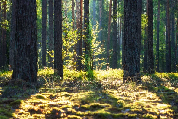 Zomer Bos Ochtend Zonlicht Groene Natuur Landschap Scenic Achtergrond — Stockfoto